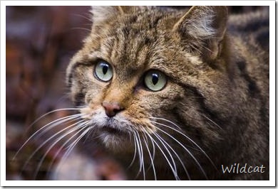 Wild Cat Species | PoC